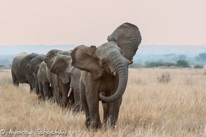 A herd of elephants walking across a dry grass field</p>
<p>Description automatically generated